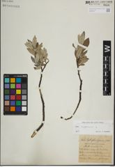 Foto von Salix lapponum L.